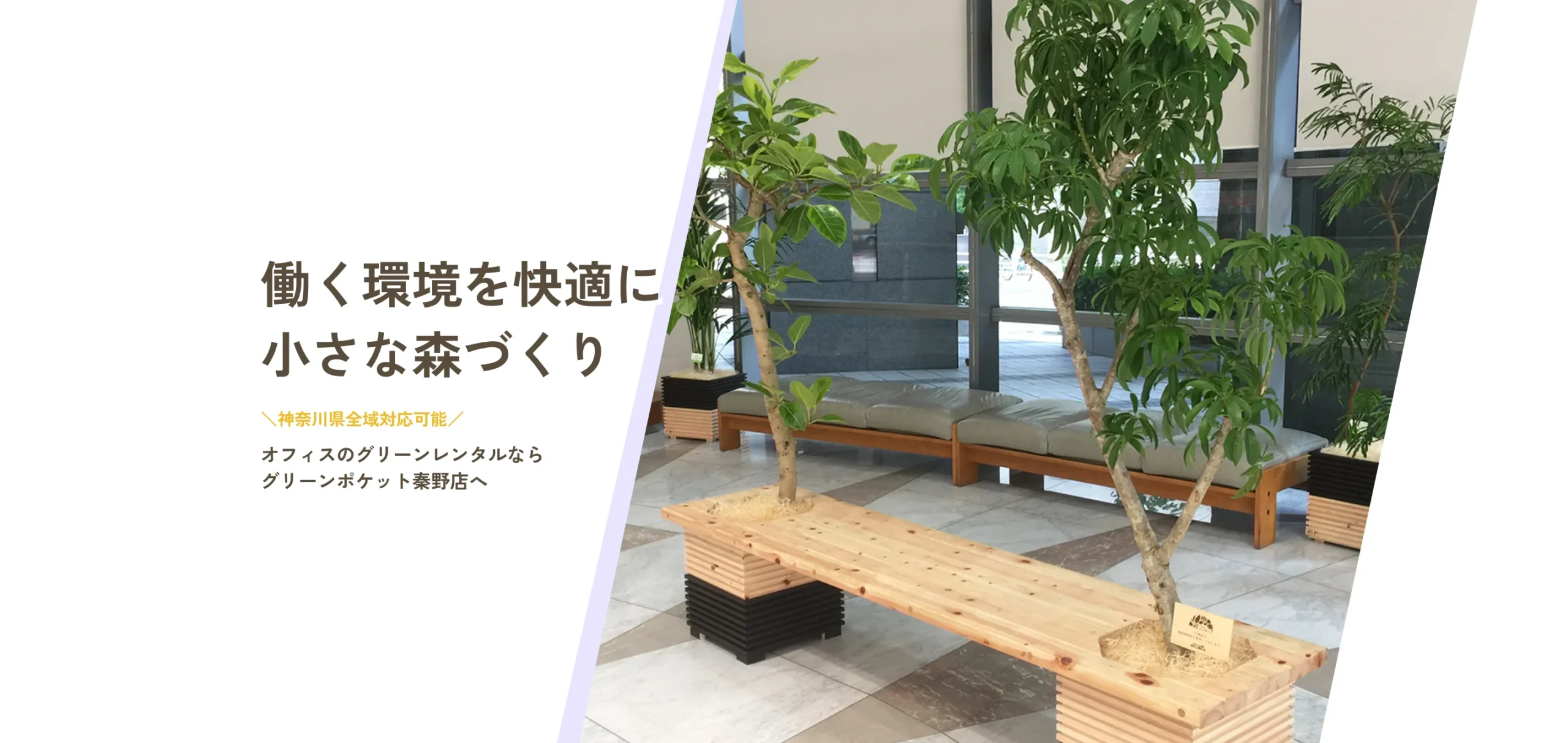 観葉植物